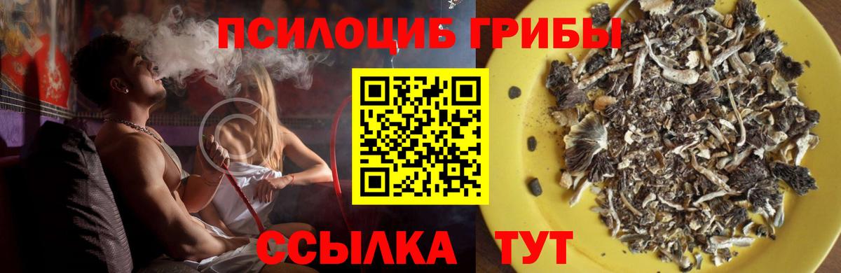 Галлюциногенные грибы Psilocybe  Вход с VPN  купить закладку  Псилоцибиновые грибы прущие грибы  Саянск 